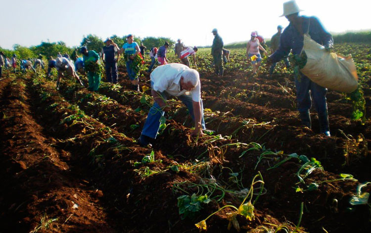 Trabajo Voluntario En Homenaje A Fidel Y Al Che Trabajadores