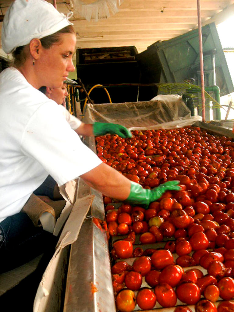 La zafra tomatera arrancó por la conservera de Majagua que tiene como producto élite la salsa para pastas conocida por Vita Nuova.  Foto del autor