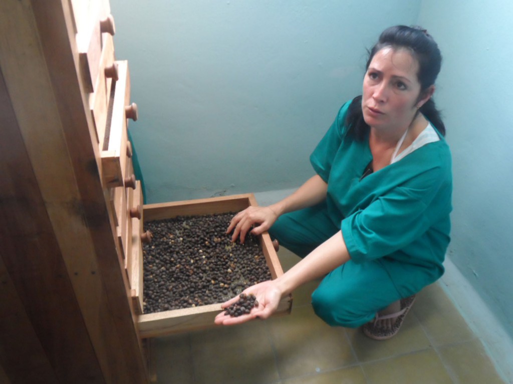 : Para el trabajo con plagas y la manipulación de café, se toman estrictas medidas de protección,  condiciones indispensables para permitir la entrada al laboratorio, explica Martínez Placencia, especialista principal del CREE. 