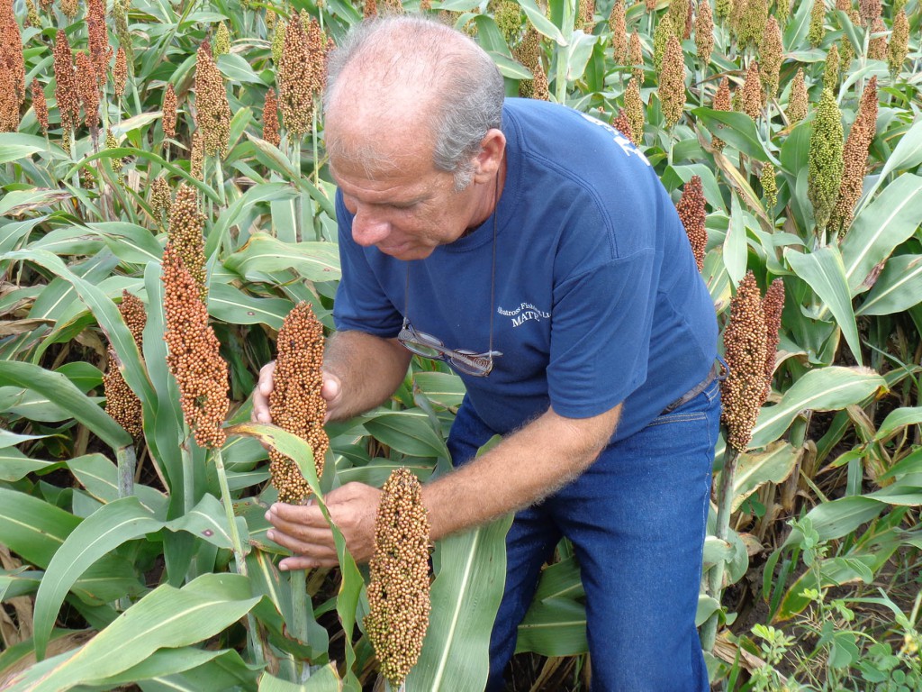 El sorgo posee rendimientos superiores al maíz, se adapta bien a los suelos y tiene menos enemigos naturales por lo cual su cultivo se extiende en Consolación del Sur, explica Argüelles Corrales