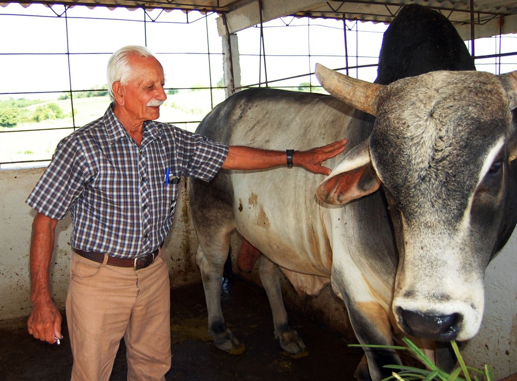 Pablo Manuel Morales Moreno, administrador del centro, junto con uno de los sementales utilizados para el mejoramiento genético en la ganadería. Foto: Ramón Barreras Ferrán.