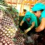 Dispone el colectivo laboral de un centro de beneficio para el cepillado, fumigación y otras labores dirigidas a garantizar la calidad de la fruta exportable. (Fotos: Del autor)