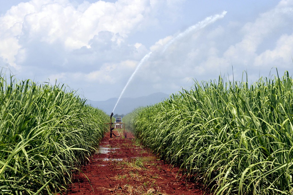 Las inversiones  aprobadas para nuevas áreas de riego favorecieron, entre otros factores, el aumento de los rendimientos agrícolas. Foto: José Raúl Rodríguez Robleda. 