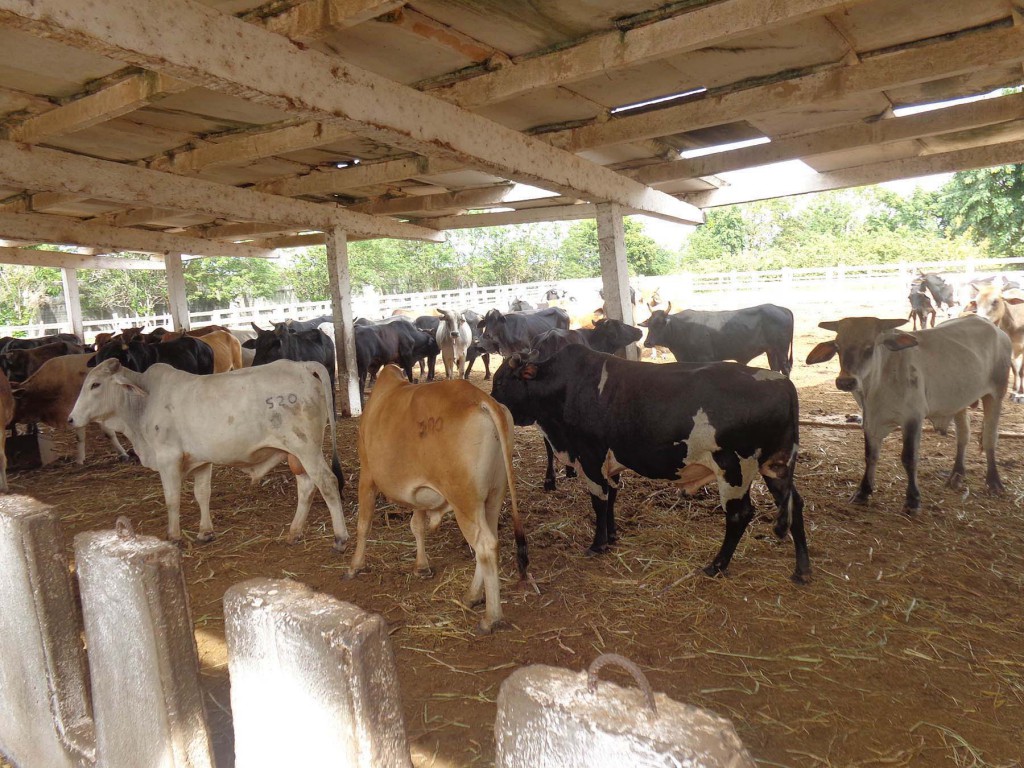 La cría de ganado no es fácil y el renglón en sí es uno de los de menor destinación de recursos.