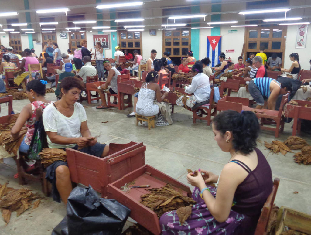 Los trabajadores en la provincia realizan horas extras para disminuir la ingente cantidad de tabaco que podría quedarse sin beneficiar antes del 31 de diciembre. . Foto: Eduardo González Martínez