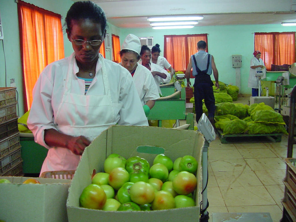 En el centro de beneficio se clasifican los productos de acuerdo con las exigencias de las normas cubanas de calidad. Foto: José Luis Martínez Alejo