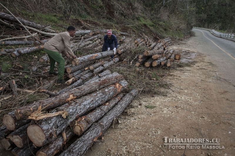 Brigadas de forestales talán, acopian y trasladan los árboles y con su labor comienzan transformar la dañada geografía de la región. Foto: Reno Massola 