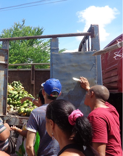 Productos del agro se extraen con celeridad de los campos y se comercializan en los barrios Guia