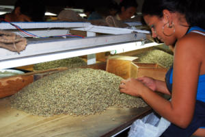 Los resultados del colectivo de trabajadores de la empresa Eladio Machín, dedicada al beneficio del café para la exportación, le merecieron la condición de avanzada en el movimiento emulativo. Foto: Ramón Barreras Ferrán