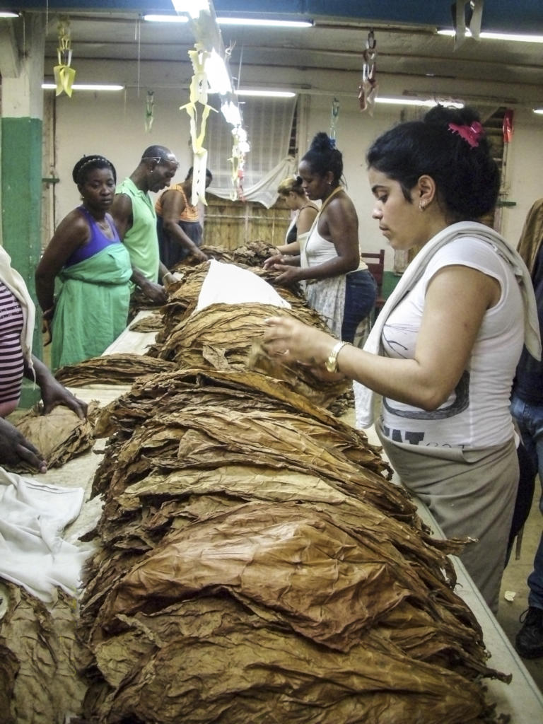 San Juan y Martínez logró este año la segunda mejor cosecha de tabaco de su historia. Foto: Ana Margarita González