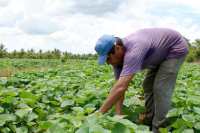 Nueva normativa flexibiliza contratación en el sector agropecuario cubano