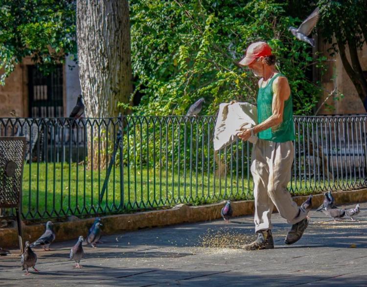 Palomas