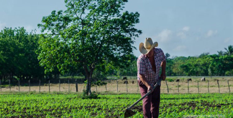 Los productores Harina de Arroz Arroz, 50 Libra – -1 Cada Uno.