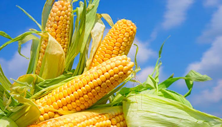 Siembra de variedades de maíz con mejores rendimientos • Trabajadores