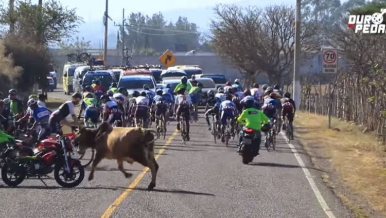 Un toro en Jalapa. Foto: Prensa Local.