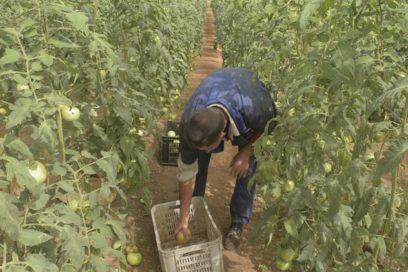 Pinar del Río por más producción de alimentos