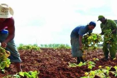 Cuba establecerá nuevos precios de productos agrícolas