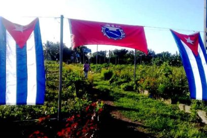 Desde el surco los tuneros rinden tributo a Fidel (+Fotos)
