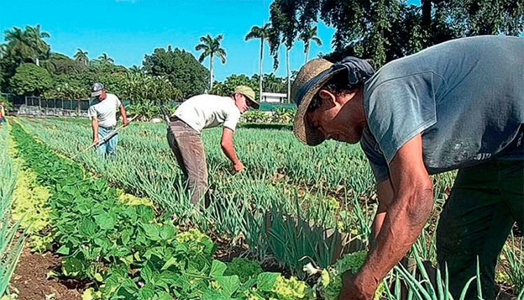 Campaña De Frío De Cultivos Varios: ¡A Punto De Ser Servido! • Trabajadores