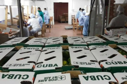 Cienfuegos: exportación “picante”