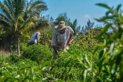 Opción financiera a favor de la producción de alimentos