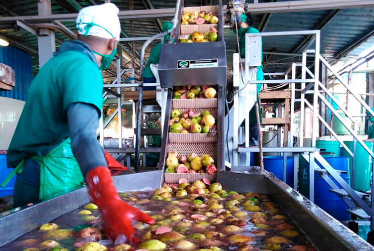 Minindustria avileña: De la actual campaña pico de cosecha e industrialización se derivan los deliciosos jugos y mermeladas de guayaba. Foto: Martínez Alejo