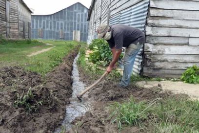Proteger hombres y bienes en la Agricultura ante el impacto de Ian
