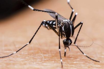 Expertos llaman a mantener los cuidados frente al dengue