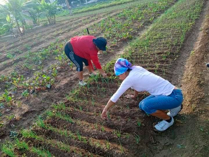 El impulso de la producción de alimentos es una de las principales acciones a desarrollar. Foto: Cortesía secretariado municipal de la CTC en Manzanillo
