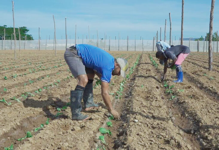 En Campaña Agricultores Pinareños Fotos • Trabajadores