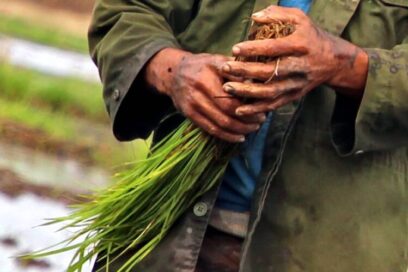 Cultivar una agricultura sostenible (Fotorreportaje)